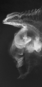 http://www.jjpous.com/files/dimgs/thumb_0x290_9_63_814.jpg